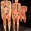 Wycieczka na wystawę Body Worlds - Circle of Life